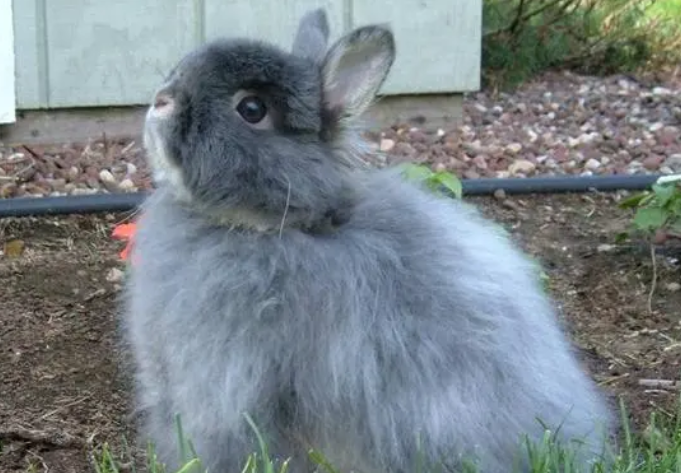 你们说，泽西长毛兔喜欢吃什么？