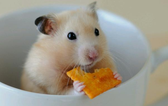 仓鼠可以吃西瓜吗？来了解一下吧