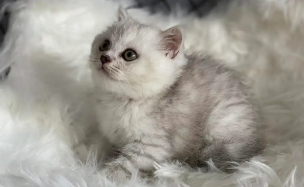 银渐层怎么看纯不纯？方法其实很简单！