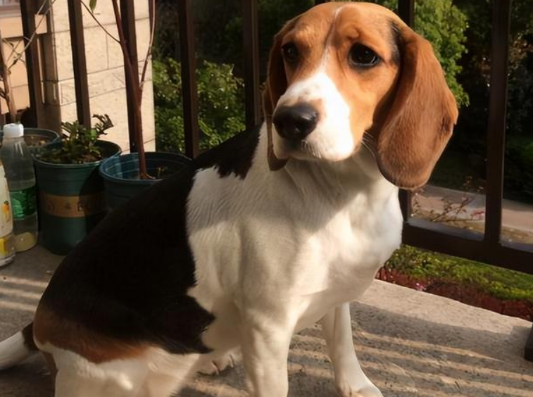 米格鲁猎兔犬会不会掉毛？本文告诉你