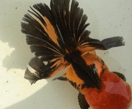 急！朱顶紫罗袍“生崽”怎么办？快进来看看