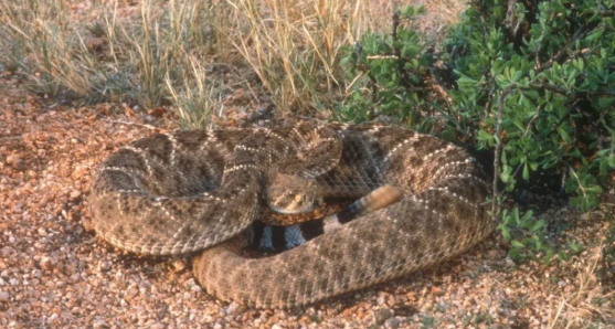 响尾蛇毒性有多大？看完你还敢随意接触吗？