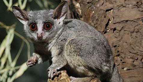 黑夜中的夜行动物——小耳大婴猴