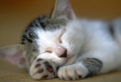 得猫藓该怎么办？本文来解答一下！