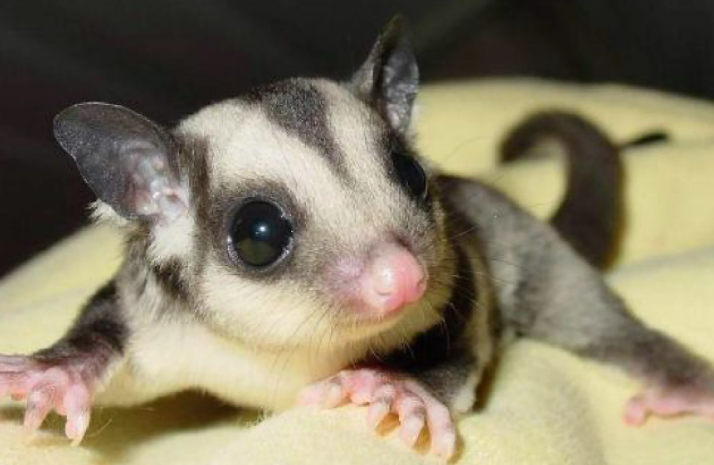 小蜜袋鼯怎么看多大了？这些技巧需要掌握！