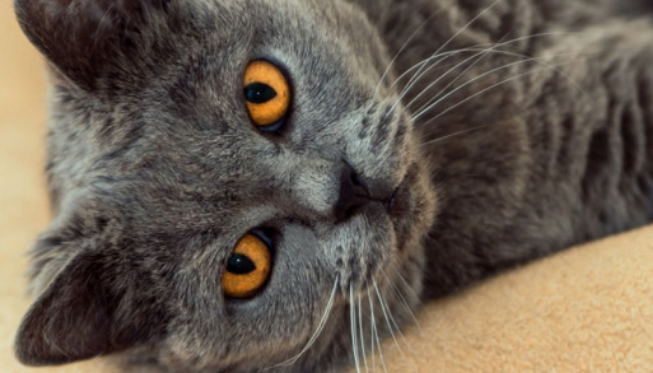 蓝猫公猫多大开始发情？我告诉你！