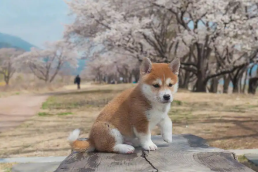 柴犬秋田犬区别在哪?来这看看就清楚了! 柴犬秋田犬区别在哪?来这看看就清楚了!