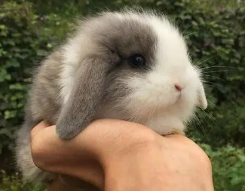 侏儒垂耳兔多少钱一只？来了解下吧