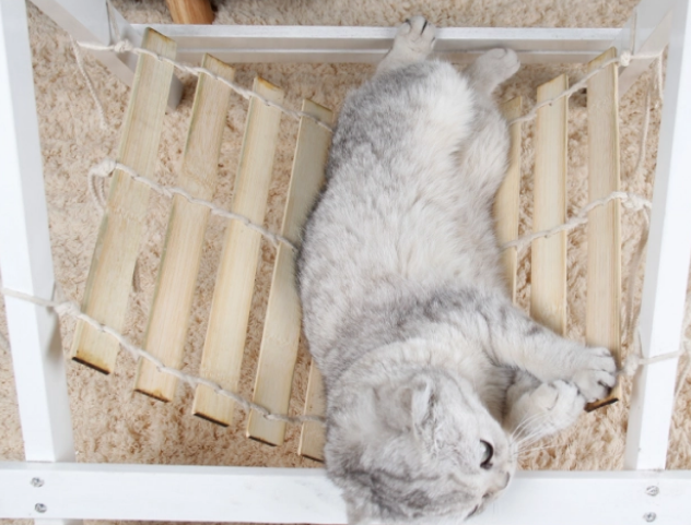 夏季猫窝味大，记得要这样正确去清理