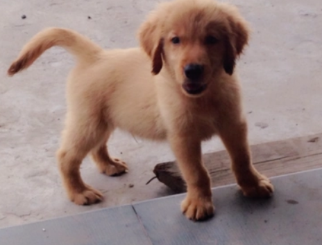 金毛最丑的时候是几个月？说了你别不信