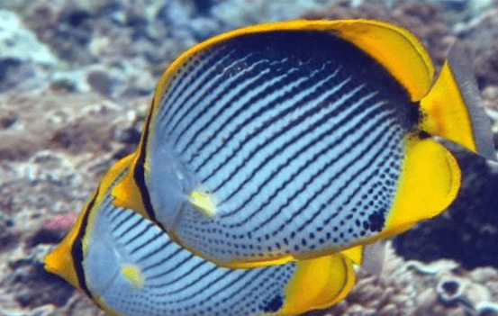 一文教你解决黑背蝴蝶鱼的常见疾病~