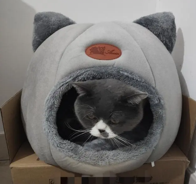 猫为什么讨厌睡在猫窝里？可能铲屎官不懂猫咪的“爱好”