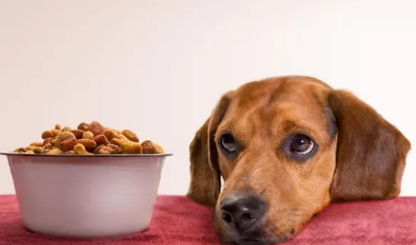 宠物食物过敏的原因是什么？怎么解决？