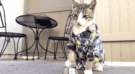 猫咪长期吃同一款猫粮好，还是定期更换好？