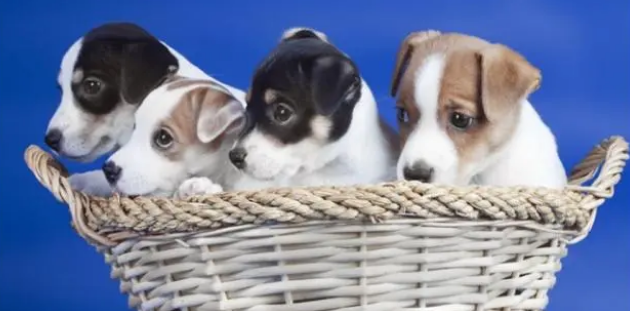 给小狗一个新窝，怎么让它开心接受，这也是需要技巧的