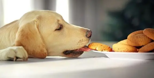 狗狗零食方面有哪些注意和选择？来看看吧