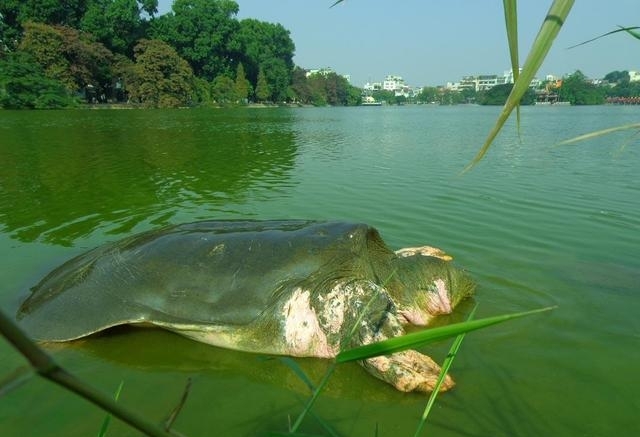孤独的“水中大熊猫”：该拿什么拯救你——斑鳖