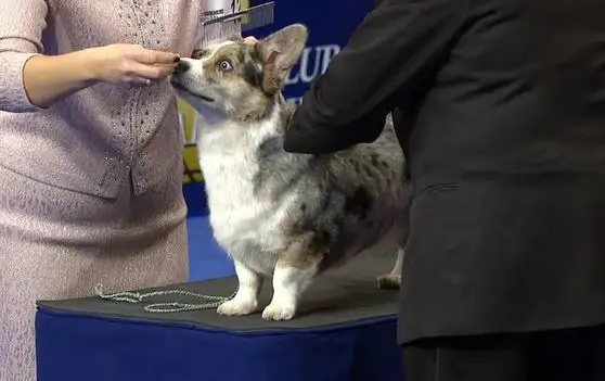 为什么养卡迪根柯基的人很少?原因很简单~ 为什么养卡迪根柯基的人很少?原因很简单~