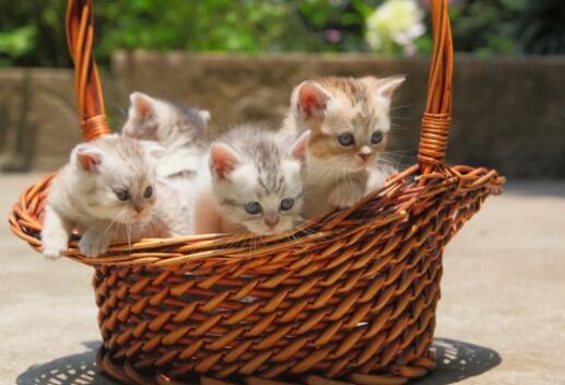 才出生的小猫怎么分辨公母？很简单，来看就知道了~