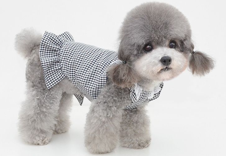 灰色泰迪吃卵磷脂会黑？来解答一下