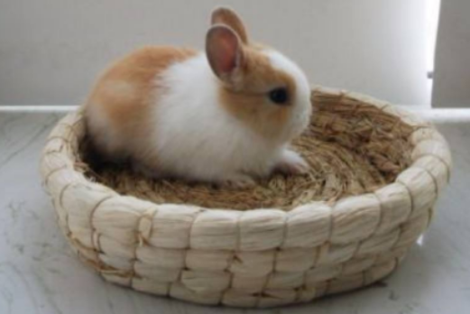 怎么训练侏儒兔上厕所，你一定要知道~