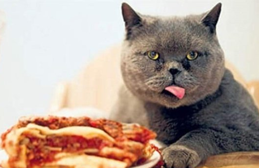 拜宠清：猫咪体内驱虫药选择指南