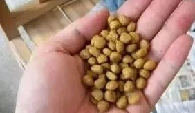 狗狗不吃狗粮，饿吐了都不会吃，怎么办？