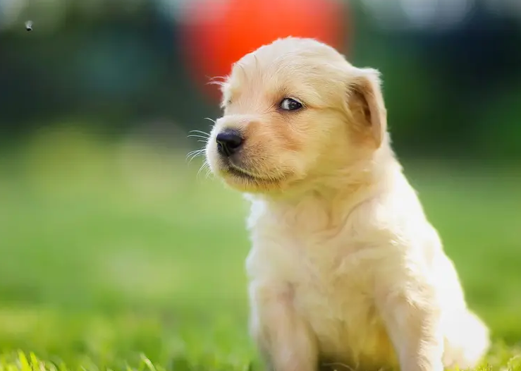 狗狗三项抗体正常值3以上还不够，要达到4以上才可以！