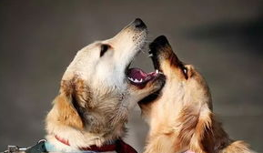 狗狗和人的病会相互传染吗？