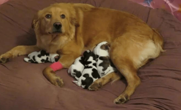 狗能喝奶茶吗，作为铲屎官的你知道吗