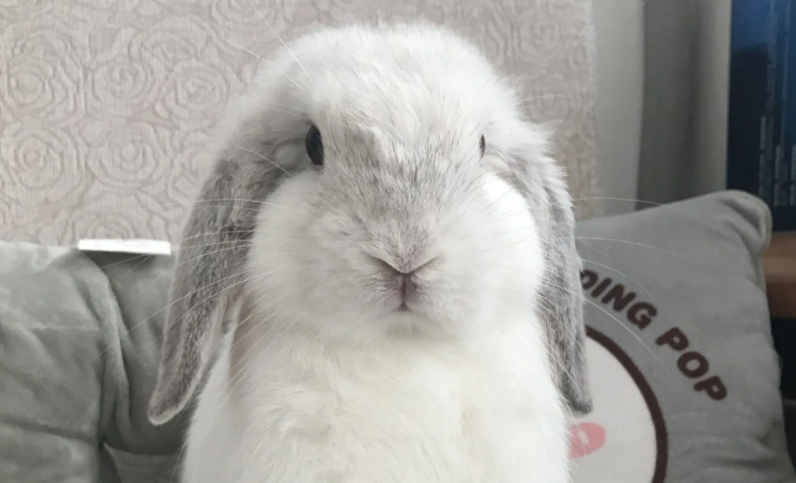 垂耳兔喜欢被主人抱吗?要怎样安抚它? 垂耳兔喜欢被主人抱吗?要怎样安抚它?