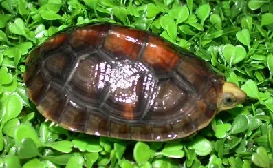 百色闭壳龟可以深水养吗？我来告诉你答案！