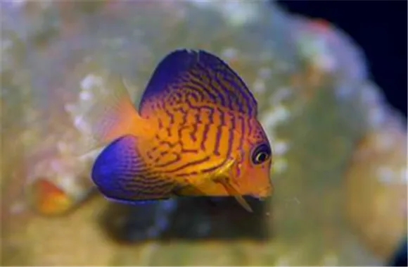 关于夏威夷吊的这些喂养要点，请问你都get到了吗？