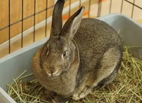 多瓦夫兔寿命多久，感兴趣来了解下吧