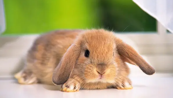 带你了解，兔子一年能生几窝？