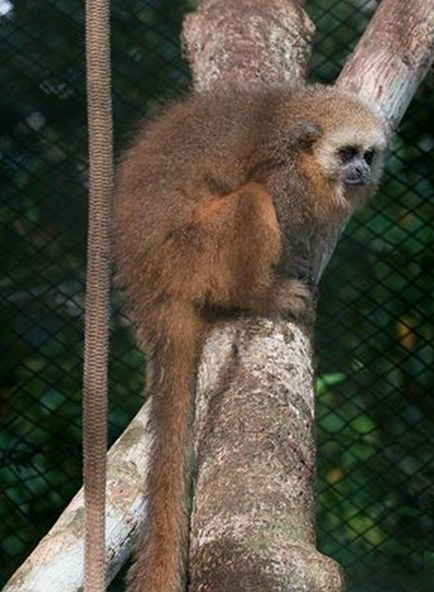 安第斯伶猴：南美洲雨林里的捕虫小能手