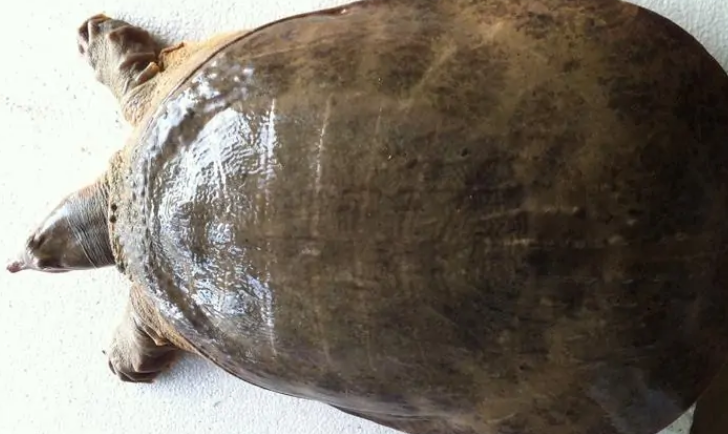 山瑞鳖的雌雄分辨小技巧，快来学习一下！