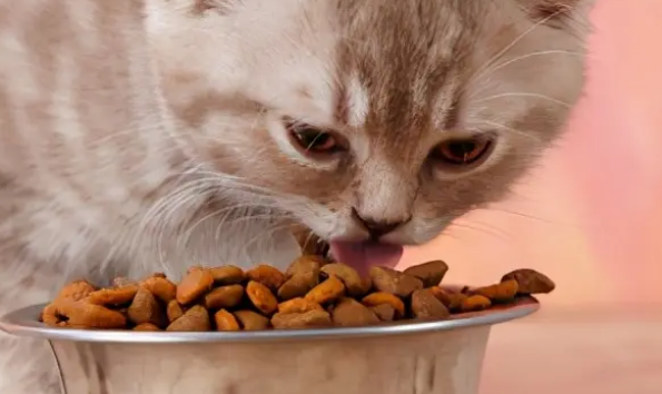 猫咪吃的少是什么原因？这几种情况要注意区分