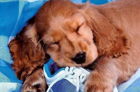 狗狗也会来姨妈？量多吗？