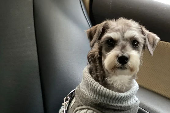 快来看看雪纳瑞的变色全过程吧！