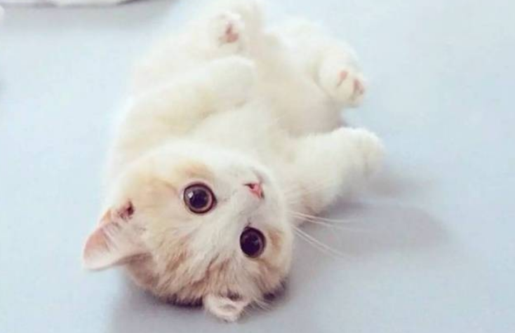 米努特和曼基康的区别，你们知道吗？