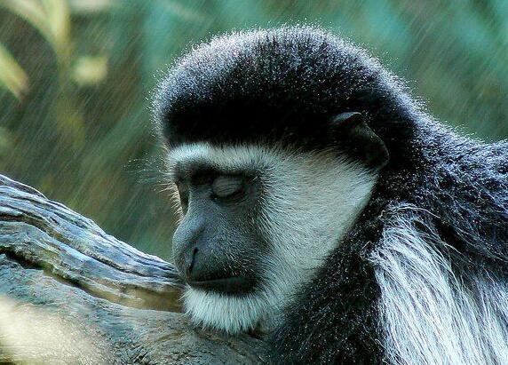 来自的非洲的犹猴，有哪些不一样的生活习性呢？