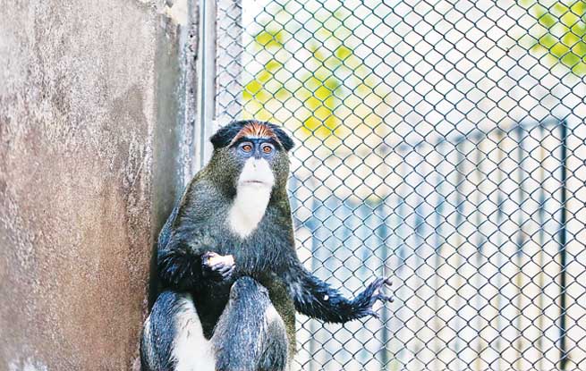 德氏长尾猴何以被冠名“猴界老学究”，让我们一起探索一下吧