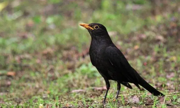 黑鸫和乌鸫区别主要在这里！