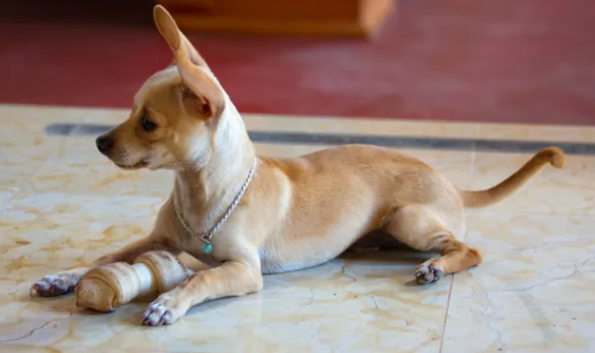 养吉娃娃的坏处和好处，感兴趣的你们都要清楚！