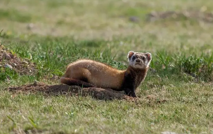 鼬鼠脾气时好时坏？你的饲养方法有问题！