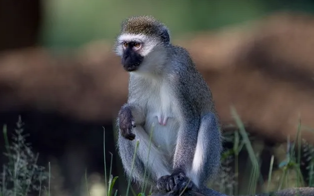 如此秀气的白颈白眉猴，竟然很少见了！