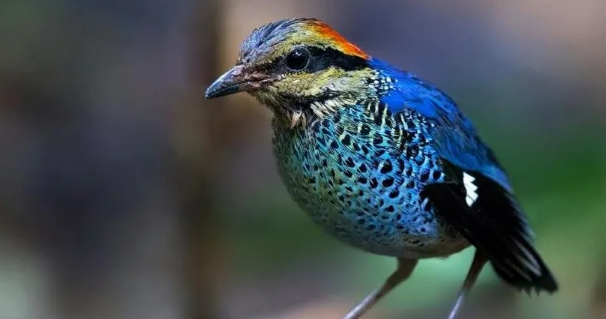 如何分辨蓝翅八色鸫的雌雄？其实很简单！