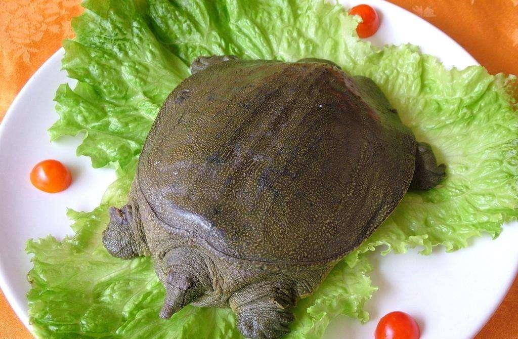 黄河鳖:黄河里全身是宝的珍贵药材