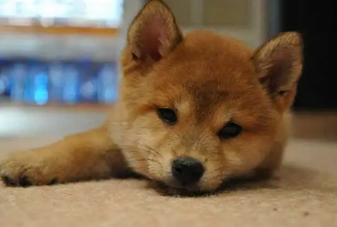 为什么不能养两只柴犬，这里有答案